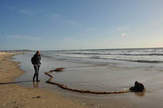 A Ana ficou impressionada com o tamanho dessa alga em Mission Beach, em San Diego, no sul da Califórnia - Estados Unidos
